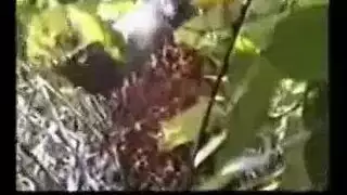 الءيباحية