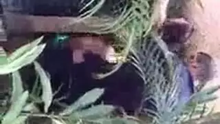 مقطع بنت مع حمار