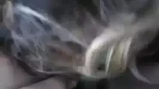 بيتون