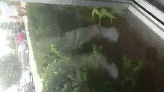 حارقات العفر في جنس جماعي قاسي