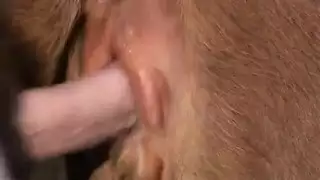 افلام سكس حيوانات رجل ينيك كس البقرة مثل البشر