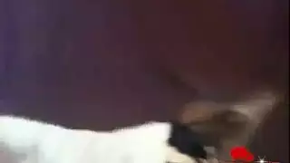 جنس حظيرة الحيوانات: فعل حظيرة محرم