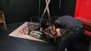 شعر داكن سوط شعر مصبوغ