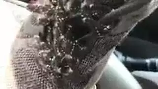 جلسة جماع خنثى: عرض للمهبل والقضيب