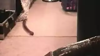 فضح جارته مصري