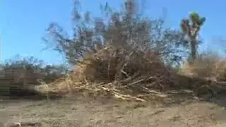 العاهرة السمراء هالي تتعرض لضرب شرجي قاسٍ من قضيب أسود كبير