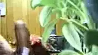 فتيات منقبات في شرج قاسي وجنس فموي