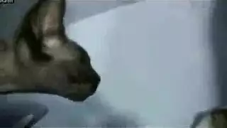 خيال الجنس المزدوج: مص وزب وركوب