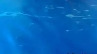سقس مثليات