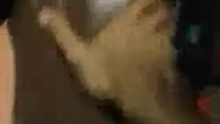 صديقة سمراء مثيرة تدعو رفيقها لمص قضيب وجنس