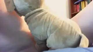 سكسي حيوانات تنيك كلبها فيديو الاباحيه