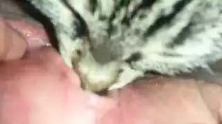 لعب حيوان أليف غريب: قطة تلعق شقها