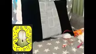 تيك عربي محارم
