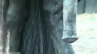 تفعيل وضع الوحش المثلي شذوذ الحصان والرجل الإباحي
