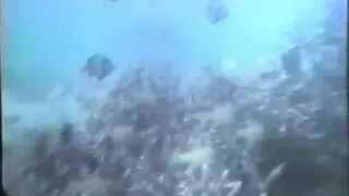رجل أسود يضرب فرج إيلا راي المبلل على الأريكة