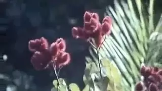 ثمينه وكبيره