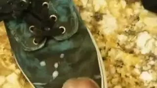 ژاپان