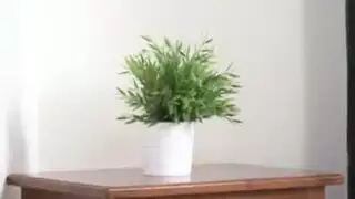 الفاسقات مكتنزة في صنم القدم العمل الفاسقات مكتنزة في صنم القدم العمل