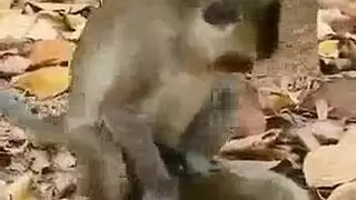 يأخذ حيوان البالون شخصين يأخذ حيوان البالون شخصين