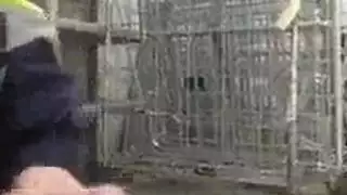 سيكس تقيب طبون داإ بدم